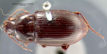 Media type: image;   Entomology 7387 Aspect: habitus dorsal view